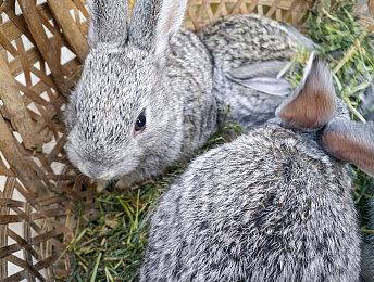 《红霞岛》曾有PS5版本 微软收购B社后就被砍掉了